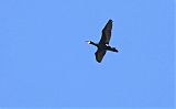 Great Cormorant